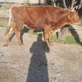 okuzler 2 yasar bakylan