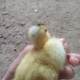 Telpekli ördek jüje