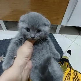 şotland шотландский pişijek