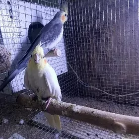 Korella карелла