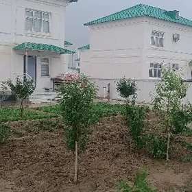 Coganly arkac koteź