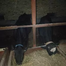 САГДЫН ЙАШ УНАЖЫН ВЕ ОКУЗ