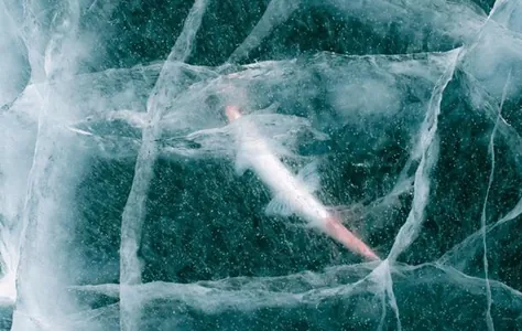 В Сибири оживили микроскопическое существо после 24 тысяч лет вечной мерзлоты