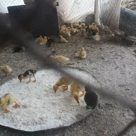 ÖRDEK JÜJELER. GAK GAK