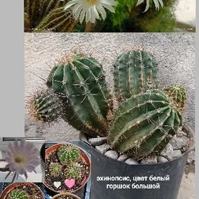 кактус с бутончиками