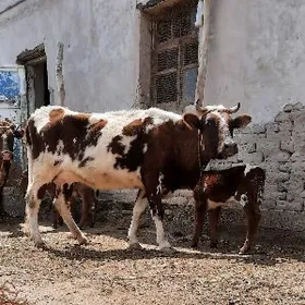 SIMENTAL GOṢMAK GÖLELI SYGYR