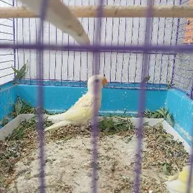 попугай popugay nerazluçnik