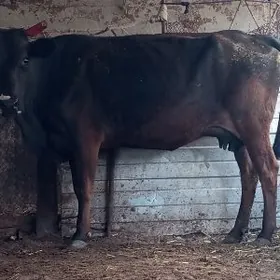 голели сыгыр