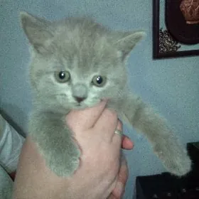 шотландские котята