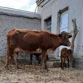 IRI SUYEK GOLELI SYGYR SUYIDLI