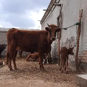 ATYALAK BEYIK GÖLELI SYGYR