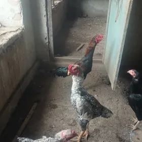 paroda towuklaryn yumurtgasy