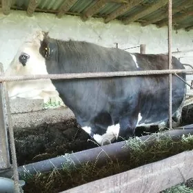 бакылы окуз