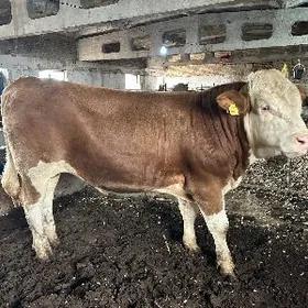 arassa semental okuz