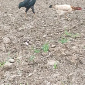 байсы хораз