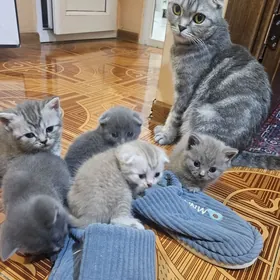 шотландские котята