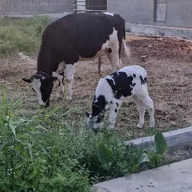 Okuz galesdeyin arassa ferma