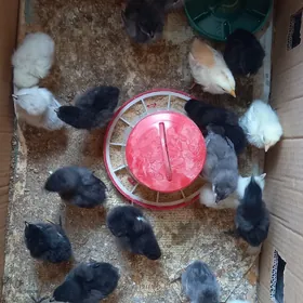 Gigant towguň jüjesi bar.