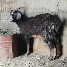 geci gysyr bakylap baslan