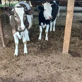 Galisteýin orginal tüwe bogiz