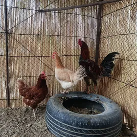 Hira parodaParoda horazMary