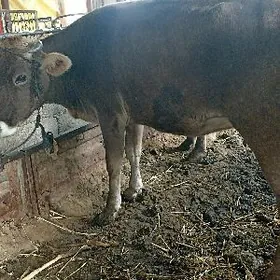 orginal şwes sygyr.