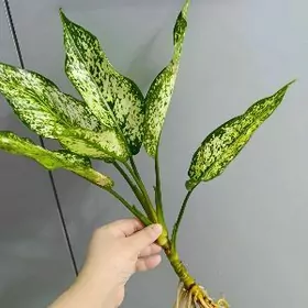 АГЛАОНЕМА ЧЕРЕНКИ