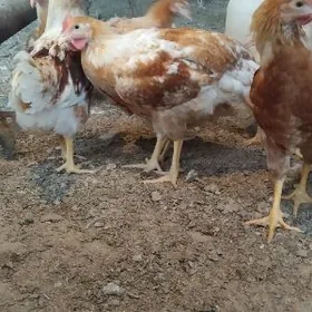 Jüýje Lohman Brawun