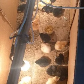 товык жуйже