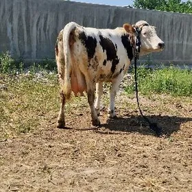 Simental Sygyr Arassa.