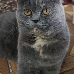 британская шиншила