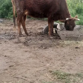 голелли сигир