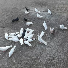 kepderi.ucuruma bolya.