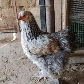 Таввук Брама