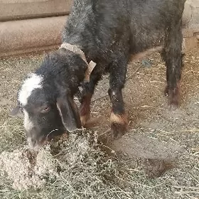 Теке 2яш семиз сояр ялы