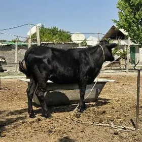 sygyr tuwe bakyda dur