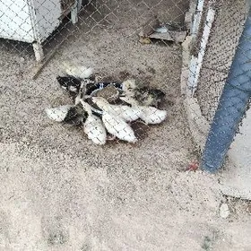 Ördek jüyje Ördek JUYJE