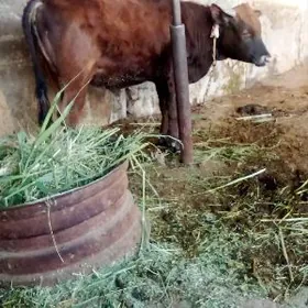 Öküz bir yaş iki aylyk