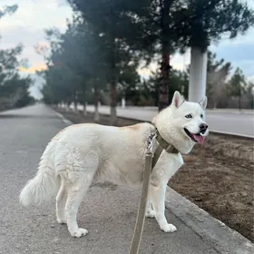 хаски/ haski sobaka