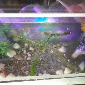 akwaryum balyklary bn