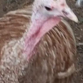 kurk  indyuk jyjeli indyuk