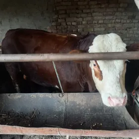 ховур окуз симентал