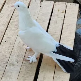 kepderi кепдери