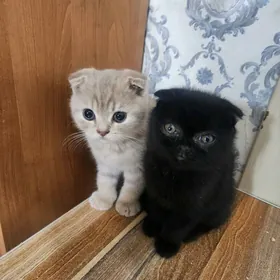 Шотландские котята