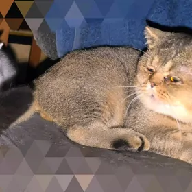 ВИСЛОУХИЙ КОТ ШОТЛАНДСКИЙ