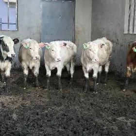 Arasa tohum Ökuzler