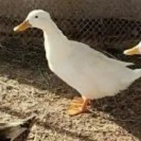 ordek gak gaklan yumurtgasy