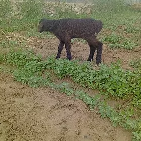 guzy guzylar garakol