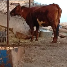 arginal burlat Boğaz