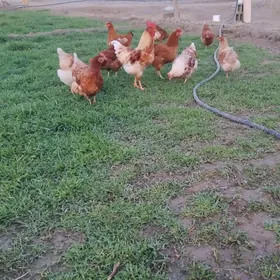 TOWUK YUMURTGA AMATLY LOMAN!